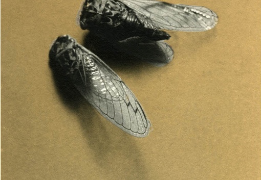  Oolong Series - Cicadas, No. 1 